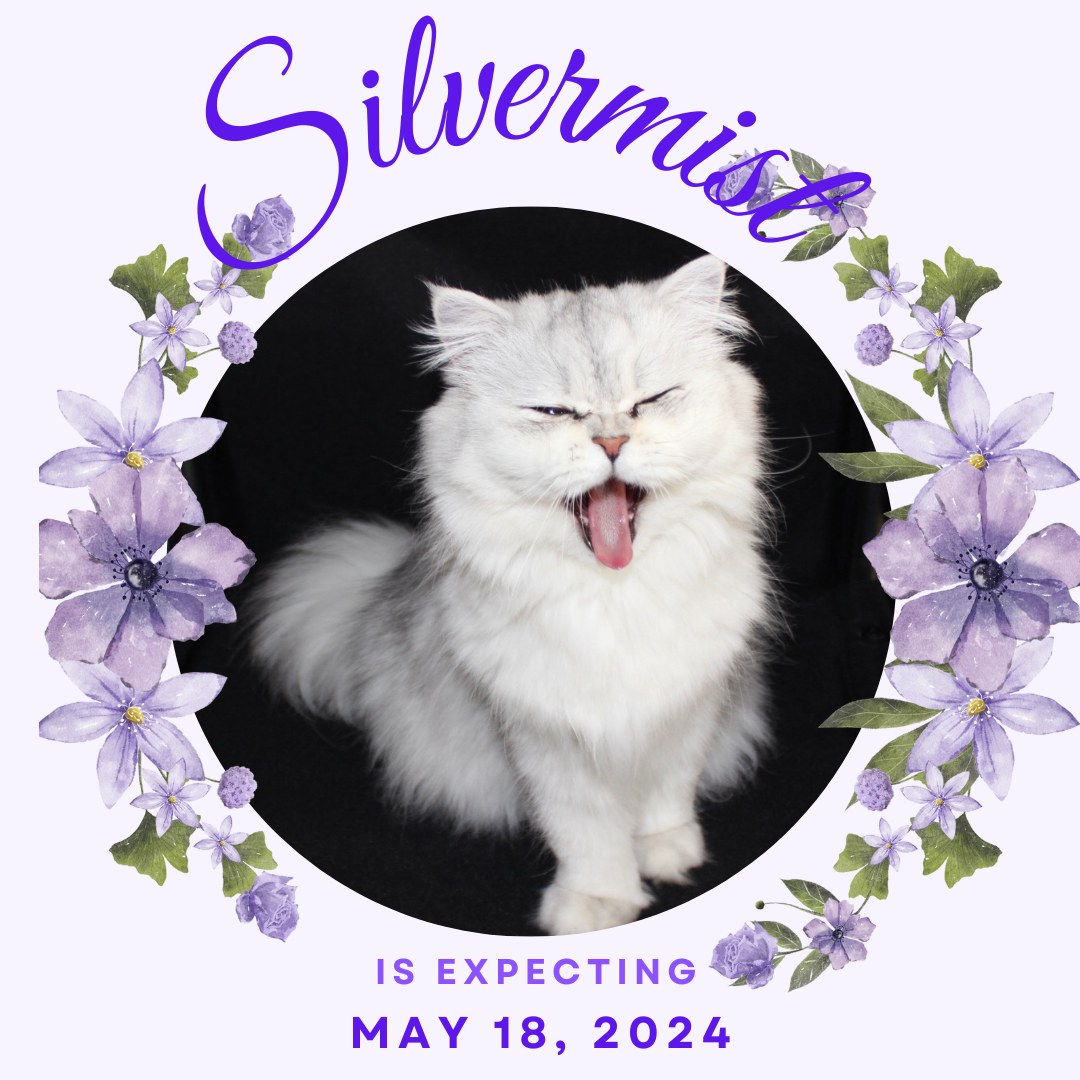 Shaded Silver Persian Cat